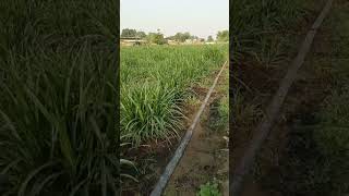 ​Super Napier 4G Bullet Grass 3rd Cutting Progress | 12 Din Ki Shandaar Growth 🌾