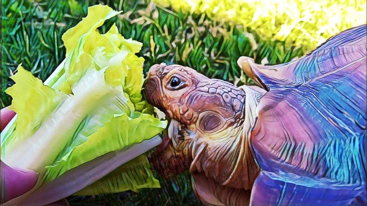 Adorable Tortoise Eating Lettuce YouTube