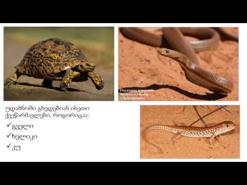 უდაბნოს ბინადრები