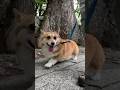 参道を歩くコーギー / The Corgi walking on the temple approach. #コーギー #corgi