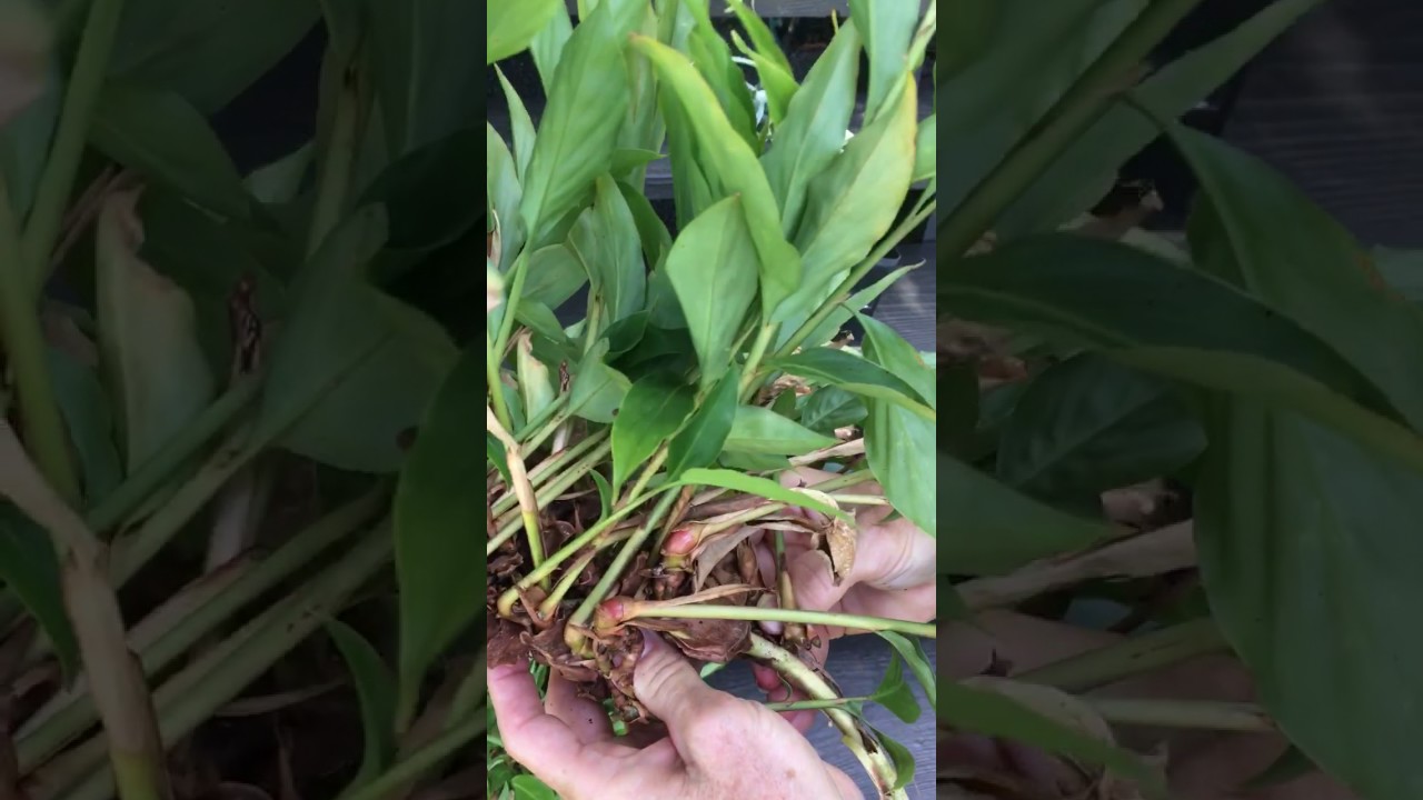 How to grow Hawaiian Pink Ginger from flower