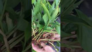 How to grow Hawaiian Pink Ginger from flower