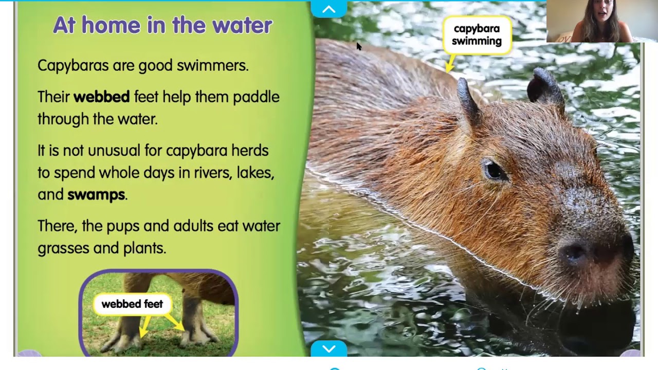 Are capybaras rodents? And 5 other capybara facts, Stories