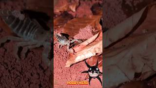 Lustige Tiervideos 27.