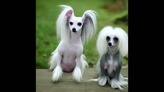 Discovering the Unique Charm of Chinese Crested Dogs: Breed Overview and Characteristics