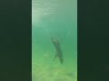 Cute Dog Enjoys Diving Deep Underwater 