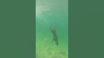 Cute Dog Enjoys Diving Deep Underwater!