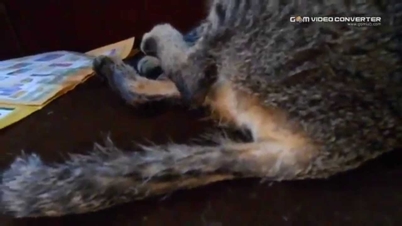 Cat Gives Birth, Giving Birth, Birth Process Proses Kucing Melahirkan