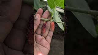 കൊച്ചു കൊച്ചു സന്തോഷങ്ങൾ #lifeisbutadream#firstfruit#life#celebrateeverymoment#