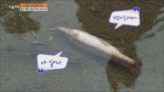 [Live Tonight] 생방송 오늘저녁 213회 - The true identity of the fish that faint 20150918