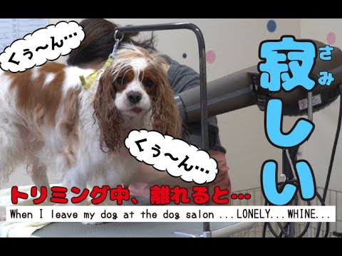 キャバリア犬 トリミング中 寂しい時の鳴き声が可愛かった Youtube