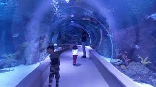 Emaar Akvaryum Ve Sualti Hayvanat Bahçesi̇ Üsküdar İstanbul