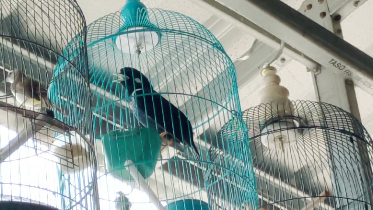 Melihat jalak dongking atau raja perling di salah satu toko burung yang ada di kota Makassar