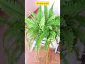 My Plants growth #plants #garden #balconygarden #plantslover
