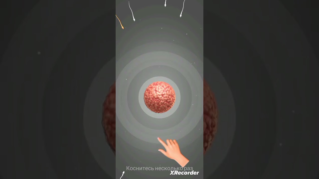 появление эмбриона в плодном яйце/беременность 