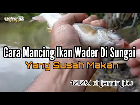 Cara Mudah Mancing Ikan Wader