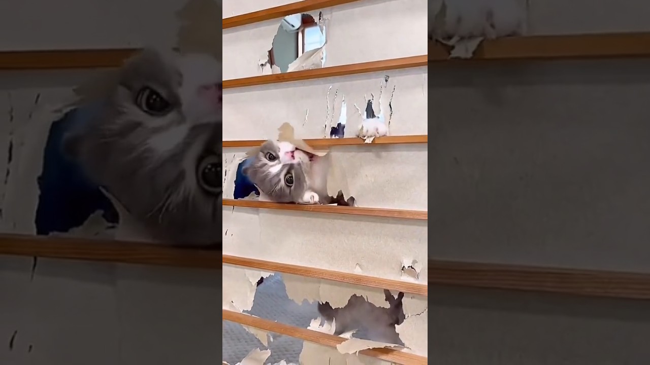 Funny mischievous cat 