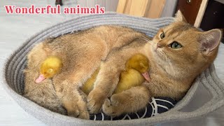 I was moved to tears.The magical and lovely cat takes care of the duckling as her own child❤