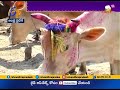Special Story on Importance of Kanuma Festival