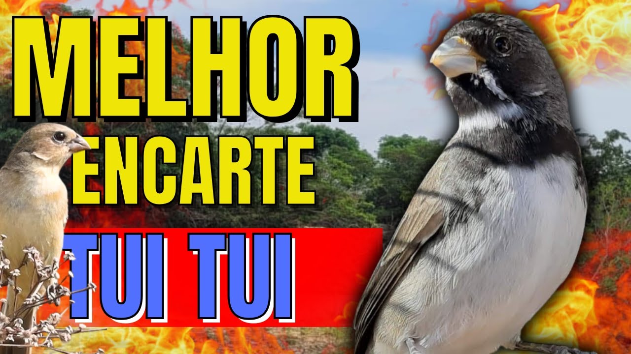 CANTO DO COLEIRO TUI TUI PERFEITO PARA TREINAMENTO DE PAPA CAPIM ESQUENTAR COLEIRO TUI TUI