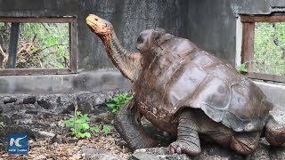 Galapagos tortoises that saved their species return home after almost 60 years screenshot 4