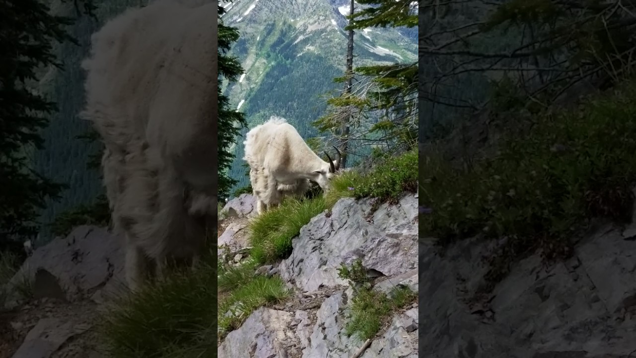 goats love drinking pee YouTube