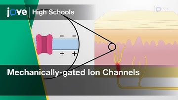 Mechanically-gated Ion Channels | Cell Bio | Video Textbooks - Preview