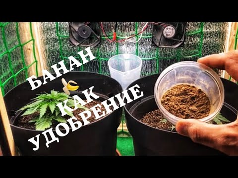 Выращивание конопли !) банан 🍌 как удобрение !))) «СТЕЛС ГРОУБОКС»