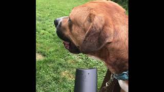 Bean Doggo Interview