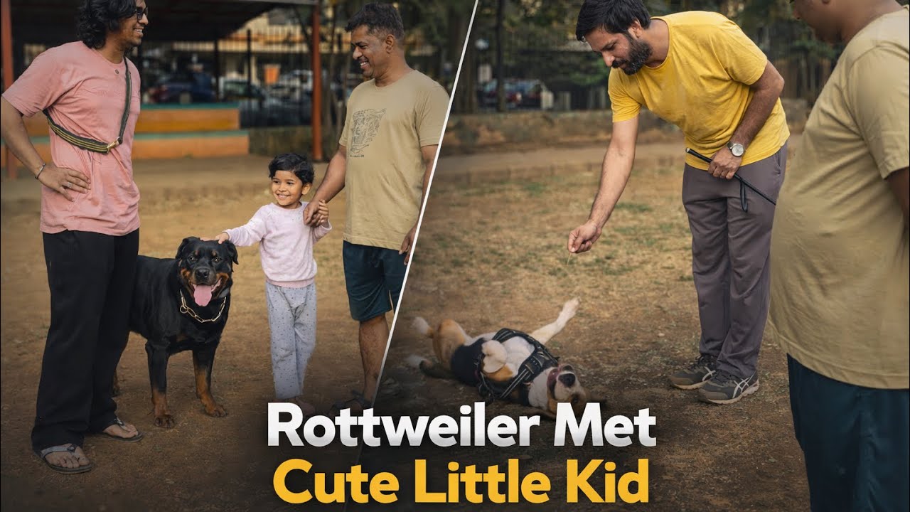 Rottweiler Met Cute Little Kid | Pluto The Beagle Super Obedience ...