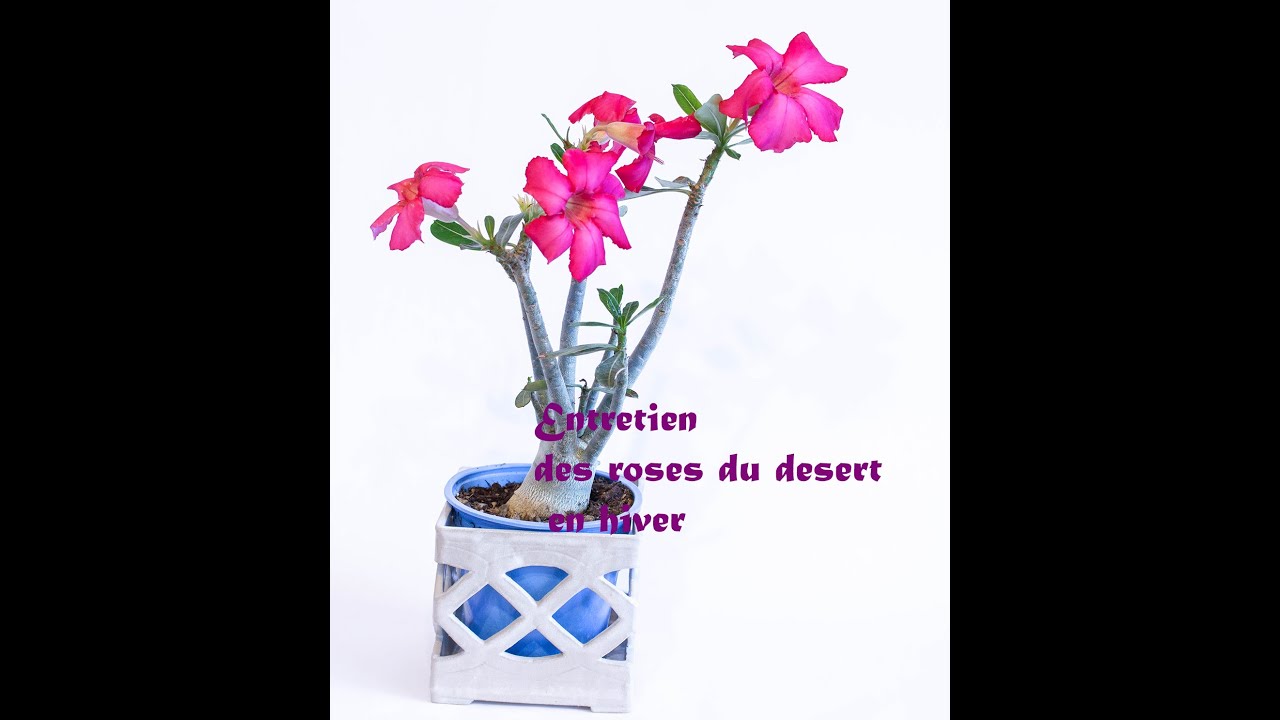 Entretien des roses du désert en hiver/Adéniums obesum en hiver