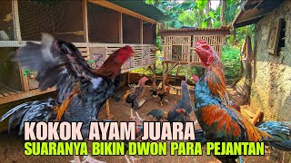 INI DIA...!! SUARA KOKOK AYAM BANGKOK JUARA, AYAM BANGKOK SAKTI, SUARA NYA BIKIN DOWN PARA PEJANTAN INI DIA...!! SUARA KOKOK AYAM BANGKOK JUARA, AYAM BANGKOK SAKTI, SUARA NYA BIKIN DOWN PARA PEJANTAN