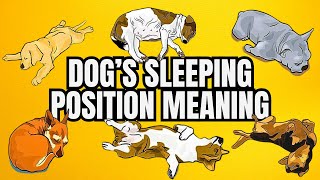 What Your Dog's Sleeping Position Reveals About Their Personality, Health and Character | Topissimo