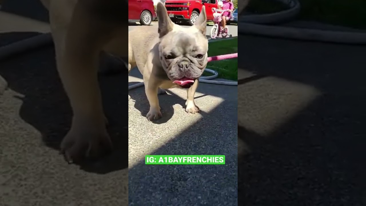 Stocky female blue fawn frenchie