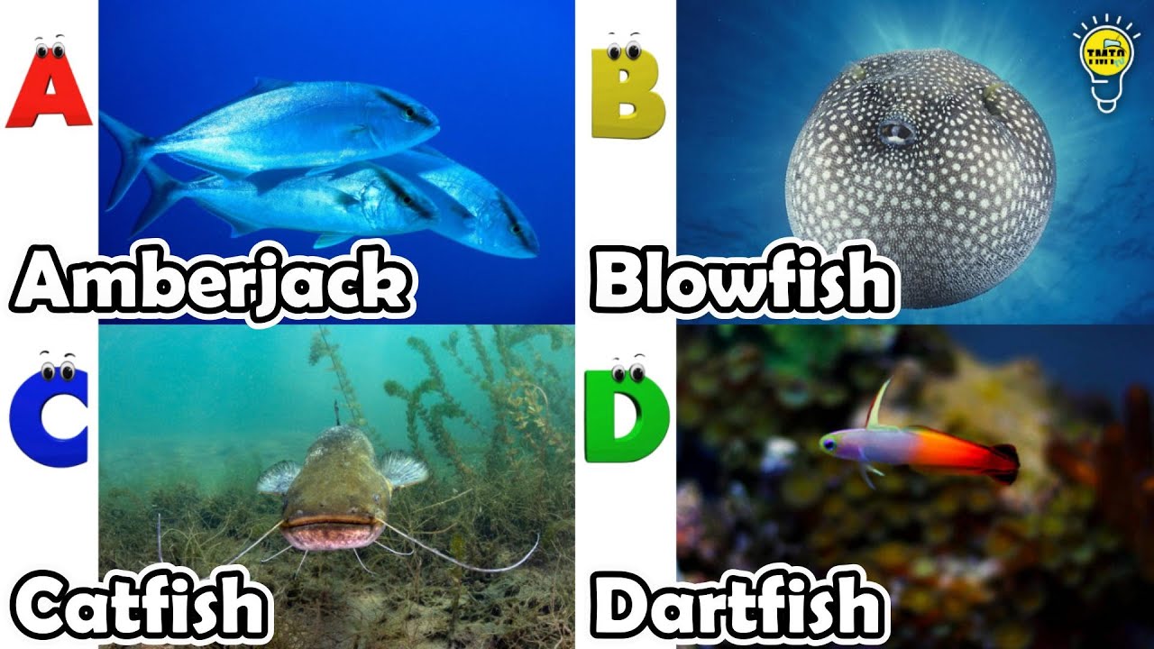 Морские животные для детей | Изучение животных по алфавиту | Песенка про морских животных по алфа...