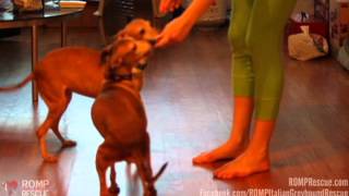 Tis & Uzee - Italian Greyhound Rescued Sisters for Adoption - ROMP Italian Greyhound Rescue screenshot 5