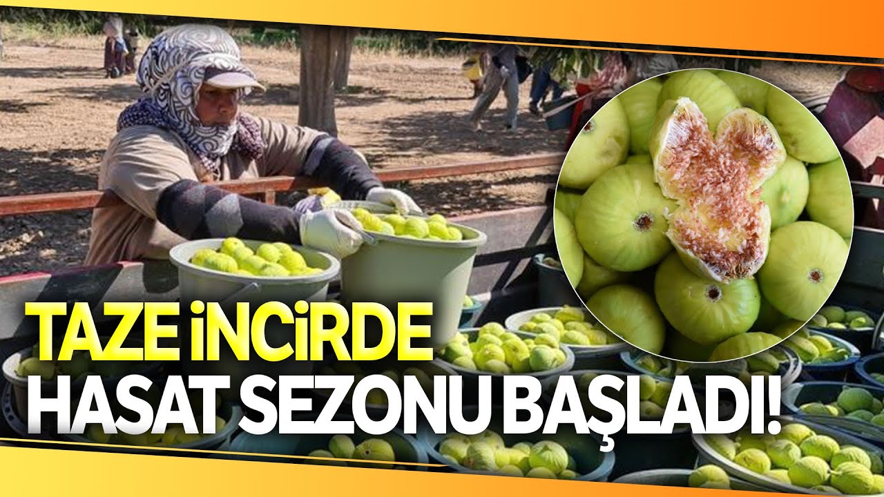 Aydın'da Taze İncirde Hasat Sezonu Başladı