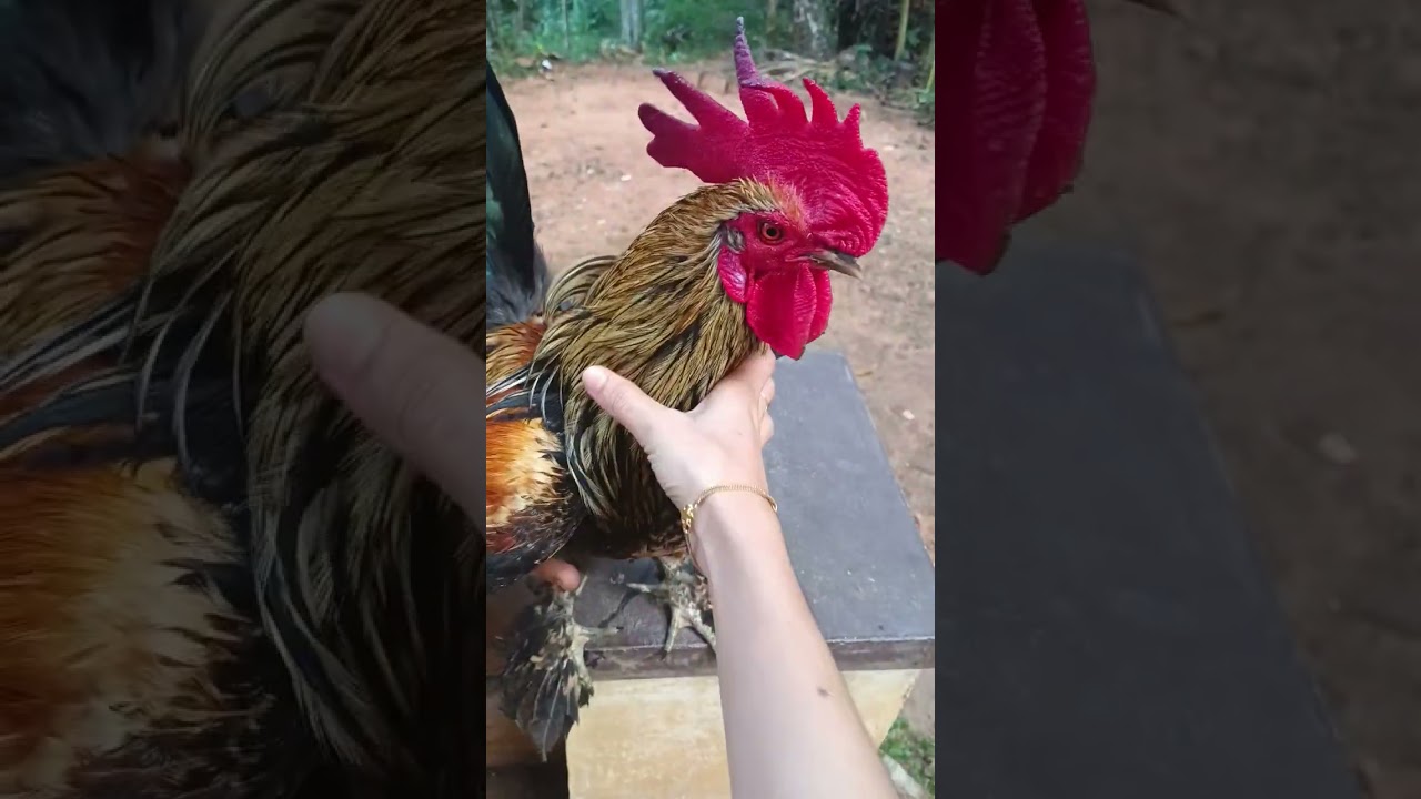 big rooster 