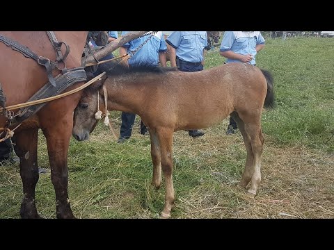 Revealed: Cruel Horse Markets in Romania