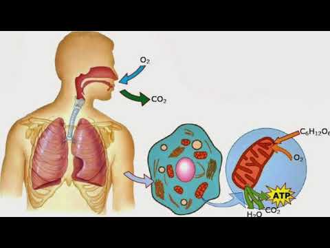 Vídeo: Respiració Anaeròbica I Aeròbica