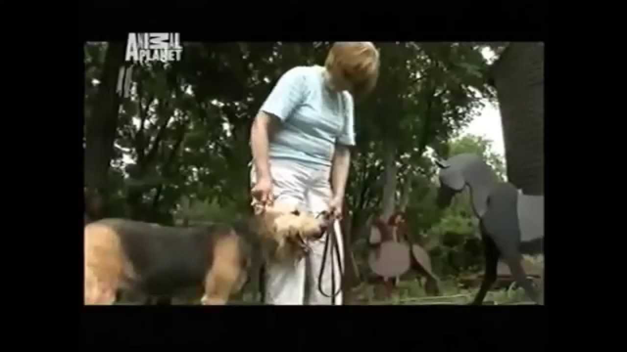 101 Dogs  Wszystko o psach - Airedale Terrier