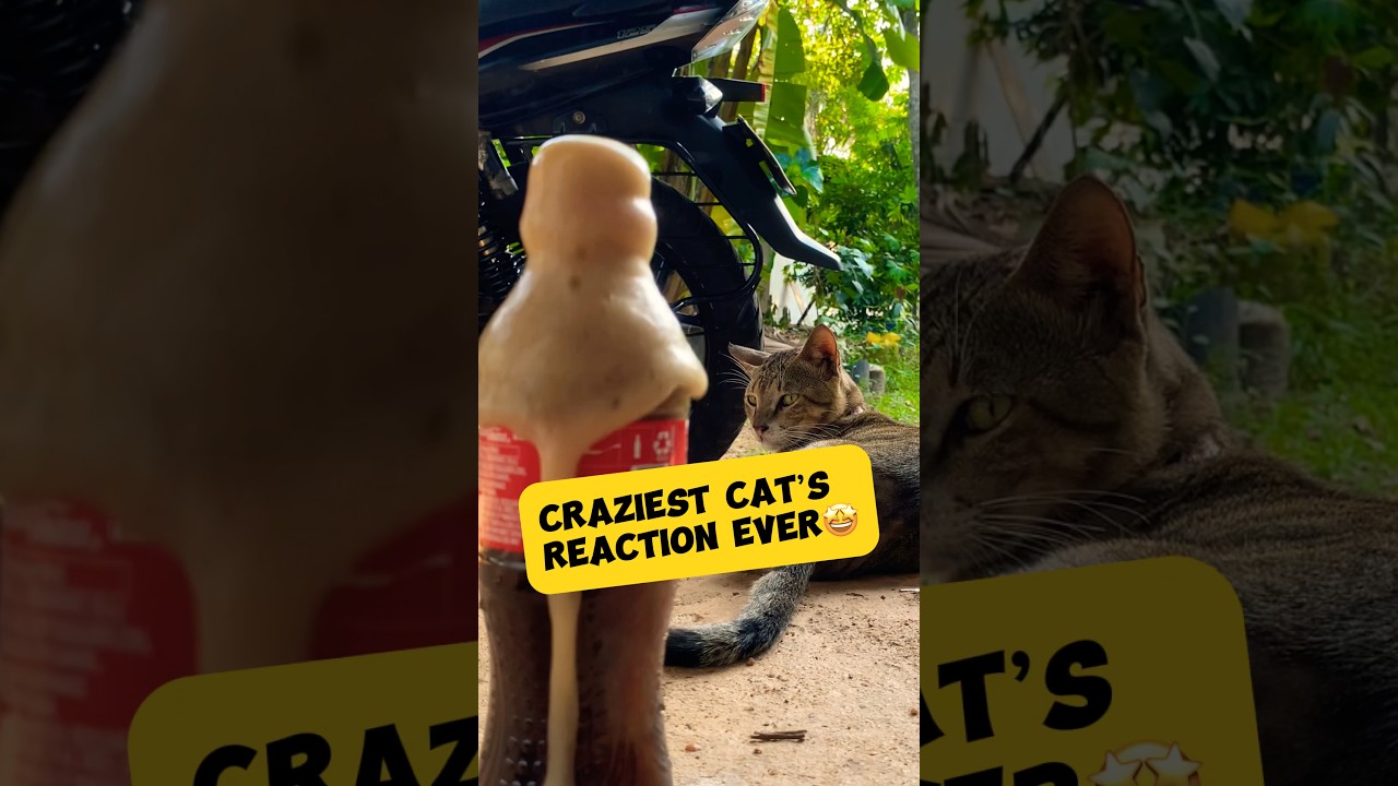 Cat’s reaction to Coca Cola vs Mentos 😍 
