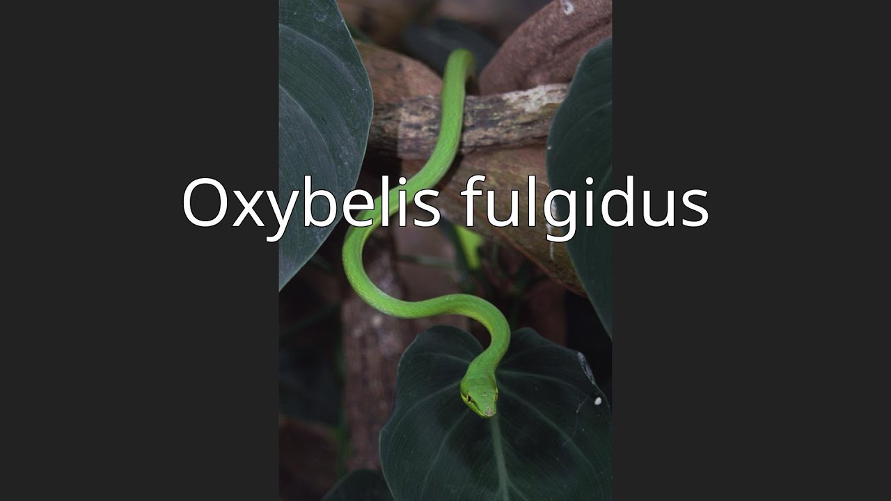 Oxybelis fulgidus