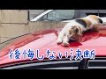 毎日来るようになった三毛猫　　後悔しない決断をします　　no regrets decision