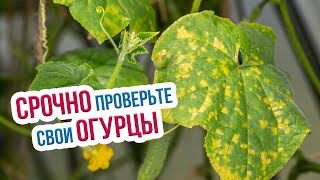 Ложная мучнистая роса - опасная болезнь огурцов. Как лечить пероноспороз огурцов?