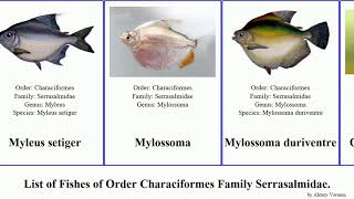 Fishes Of Order Characiformes Family Serrasalmidae Piranha Metynnis Myleus Serrasalmus Pygopristis