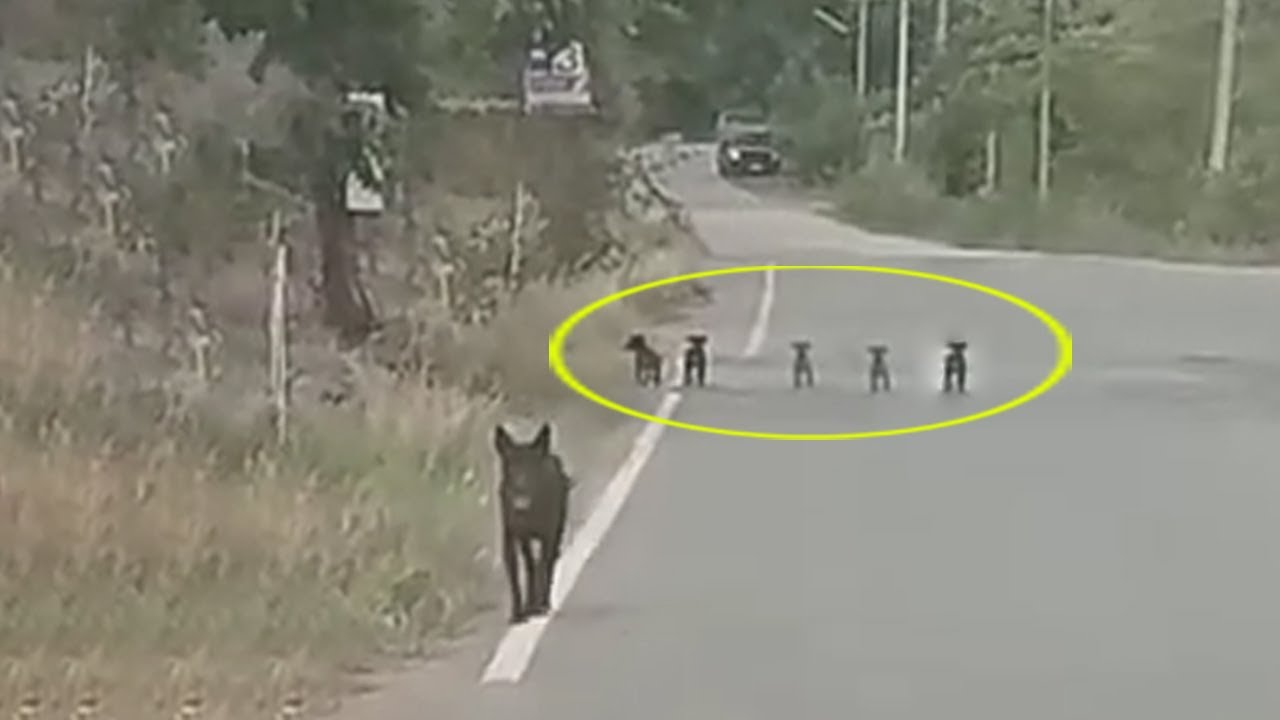 Rescue Mama Dog Leading Her Cubs Running After My Car While Crying And ...