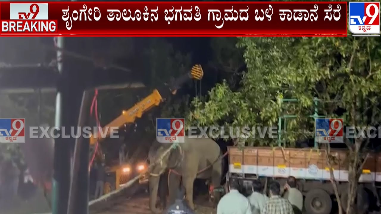 Operation Kumki To Curb Wild Elephant: ಶೃಂಗೇರಿ ತಾಲೂಕಿನ ಭಗವತಿ ಗ್ರಾಮದ ಬಳಿ ಕಾಡಾನೆ ಸೆರೆ