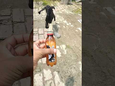 ছাগলের বাচ্চা দু #satisfying #slowmotion