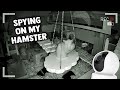 Spying On My Ghost Hamster | Night Vision Cam